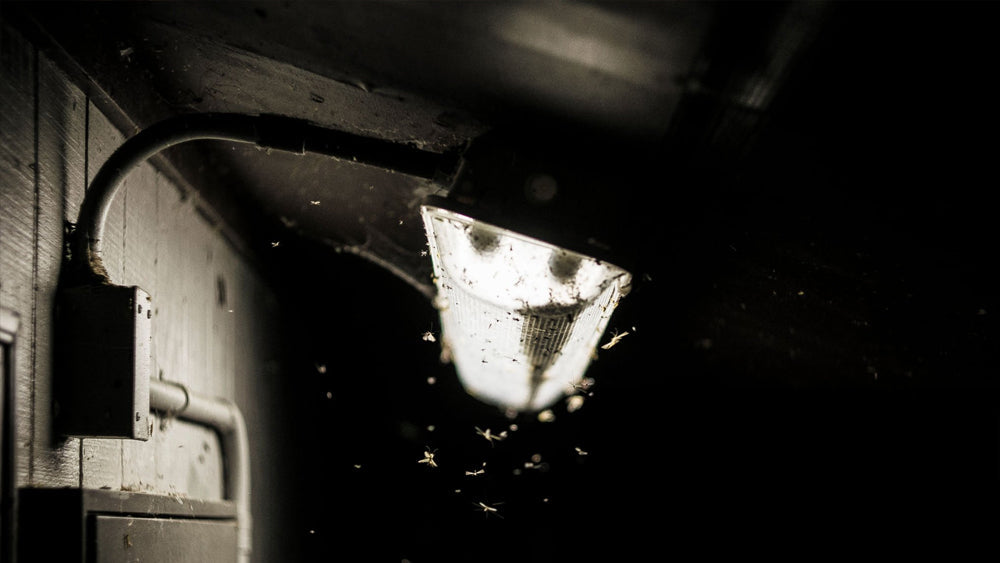 Are Mosquitoes Attracted to Light